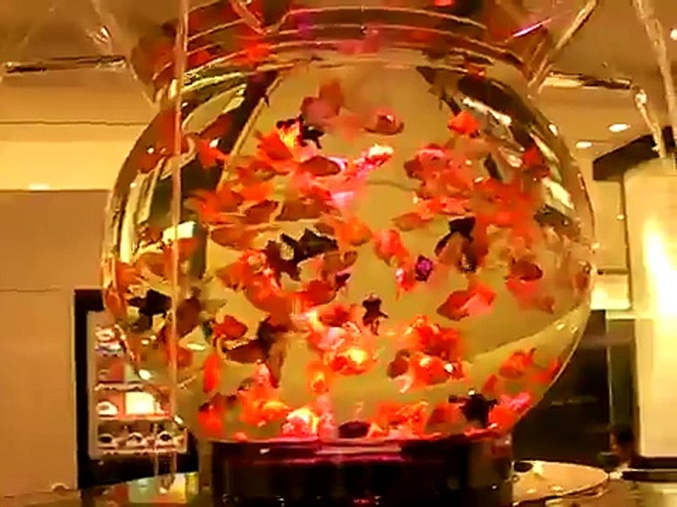 金魚