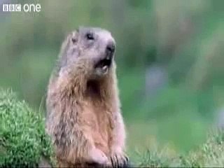 Funny Talking Animals alan