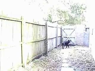 Thank God I have a 6 ft fence!