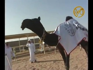 الذاير بكره حمد بن نايف ال مدلاج الزعبي 2011جفران المري