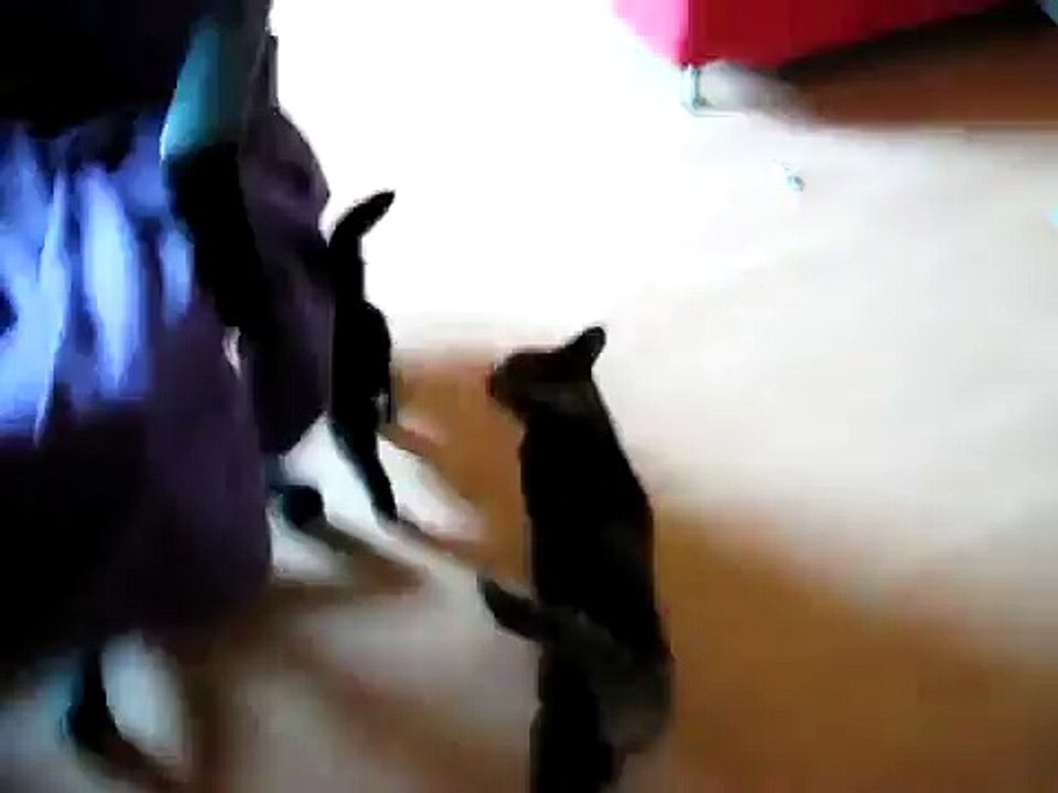 cute starving cat meow