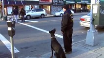Queens N.Y. Doberman Pincher great dog, trained to  working off leash in traffic