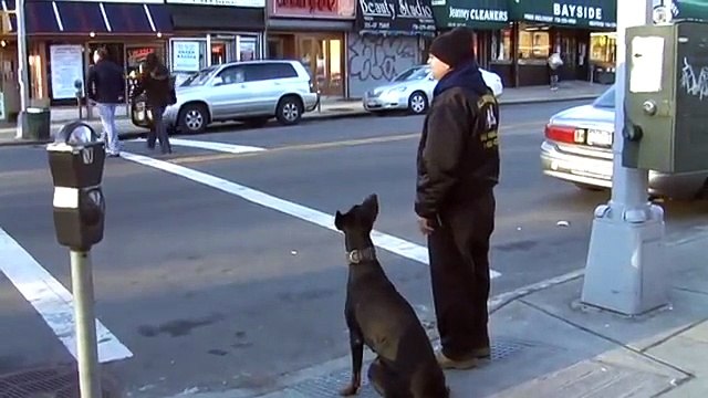 Queens N.Y. Doberman Pincher great dog, trained to working off leash in traffic