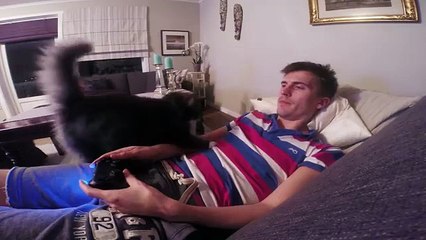 Cat won't let me play Video Games alone