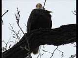 Jan 24 thru 28 Quad Cities eagles