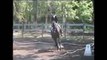 Royal Baywatch-15.2hh FEI Junior Eventing Horse SOLD