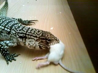 Tegu  annihalates  rat (gruesome) live feeding CAUTION
