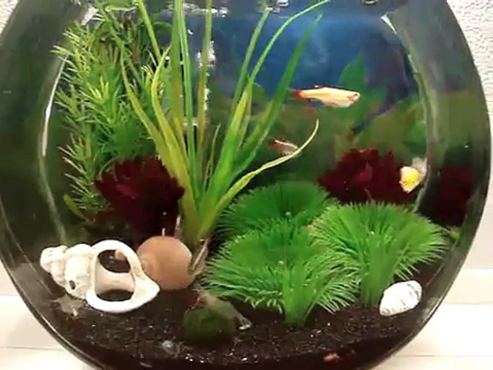 fishbowl