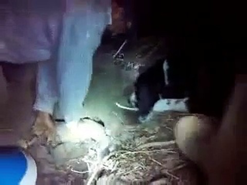 Caçada de tatu, com cachorros beagle com americano.3gp