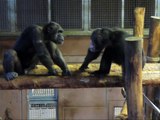 Begegnung zwischen Michi und Johannes im Gut Aiderbichl Affen Refugium Gänserndorf