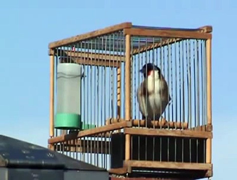 Female siberian goldfinch   Dişi Sibirya Saka Kuşu