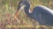 California Wildlife --- Great Blue Heron tries to eat a Round Stingray