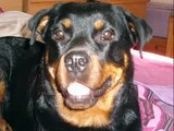 My rottweilers