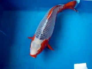 22" High Quality Asagi Koi Fish