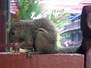 Squirrel eating peanut