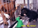 German Shepherd Puppies Playing With Their Big Sister