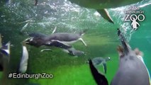 Underwater Penguin Feeding at Penguins Rock - RZSS Edinburgh Zoo