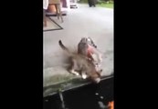 Koi Fish Eats Cat