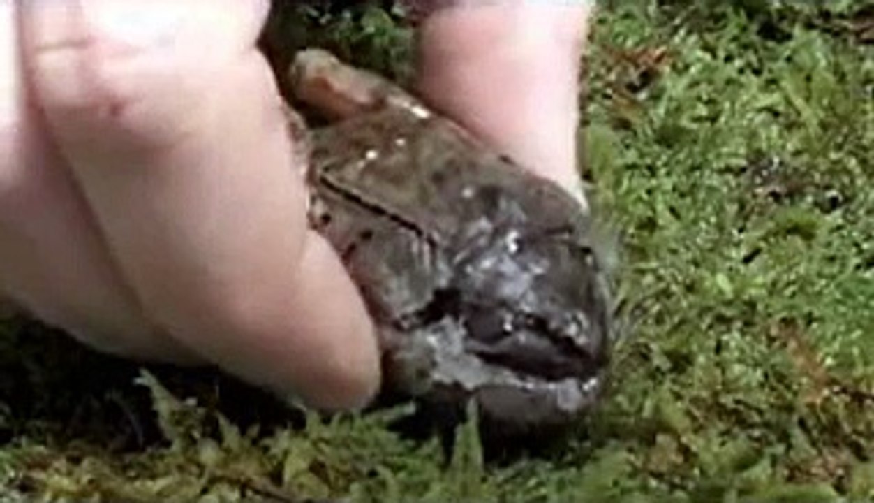 Frog awakens from winter freeze