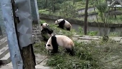 Babies Wu Jun, Wang Jia, Jin Yi & Xin Ni'er