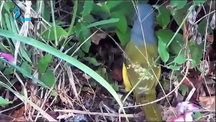 Snakes vs Animals Videos Compilation 2015 New HD