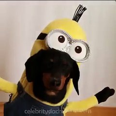 Wiener Dog Minions!! - Must Watch