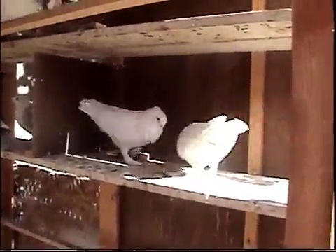 white birds fighting
