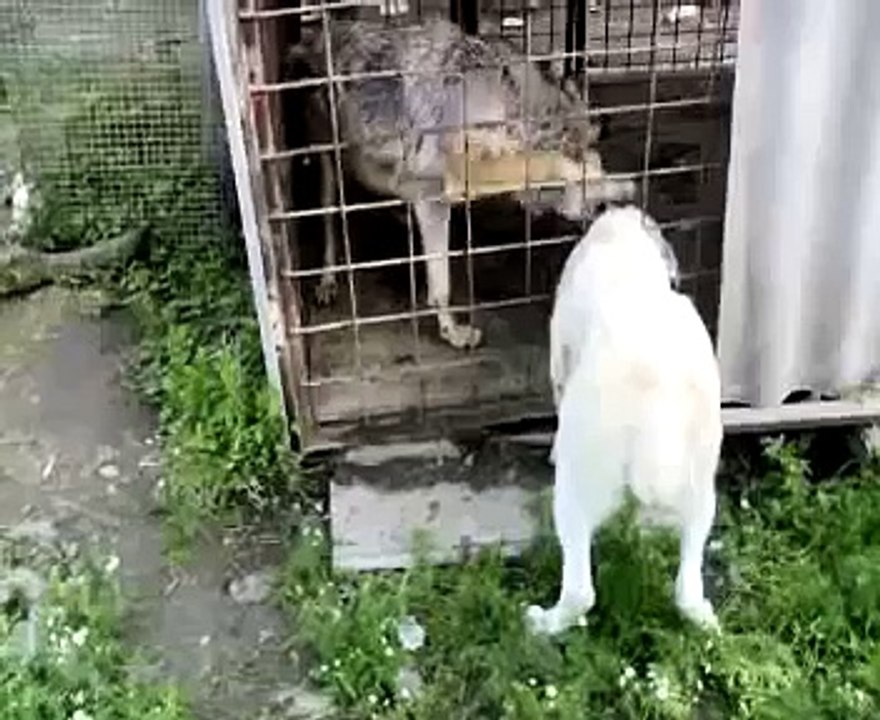 волк и собака