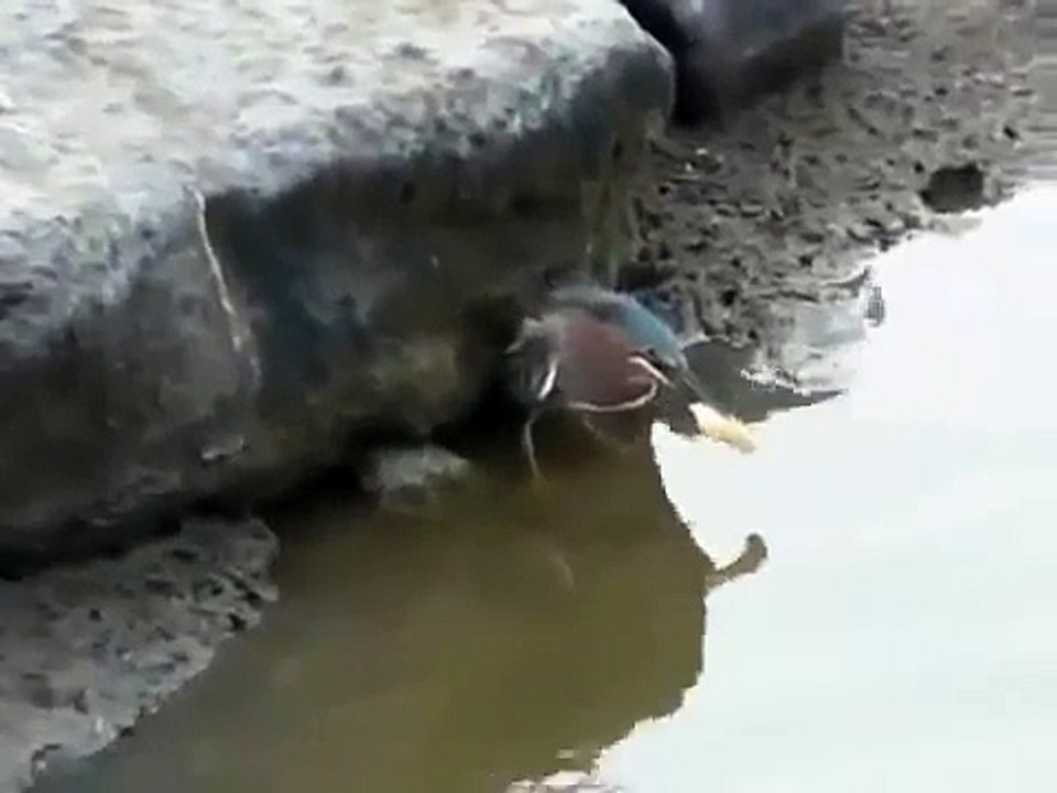 طائر يستخدم قطعة خبز "طعماً" لصيد السمك