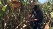 Iowa Minute: Farmers Grow White Corn for Food