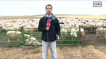 Una lobada deja doce ovejas muertas y otras tantas malheridas en Ávila