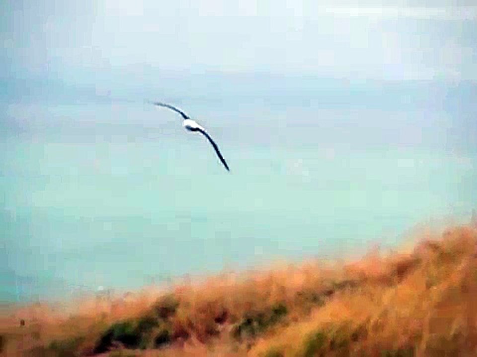 Royal Albatross
