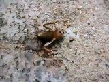 Sri Lanka,ශ්‍රී ලංකා,Ceylon,Ants,Ameise,Fourmi in action