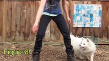 STUNNING Dog Tricks Performed by Ivy the American Eskimo