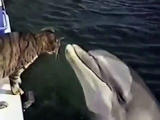 Кот и дельфин