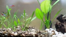 Bloodfin Tetra and Neon Tetra (and some care tips)
