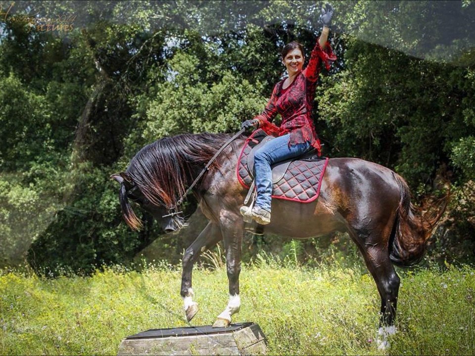 CW RIH pur sang arabe noir SHOW SPORT REPRODUCTION