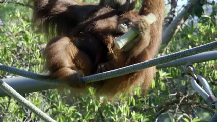 Baby Orangutan Playing & Trying Out New Teeth