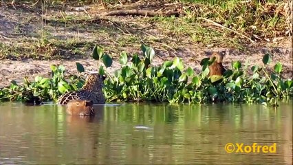 Flagra: Onça ataca capivara * Jaguar attacks capybara
