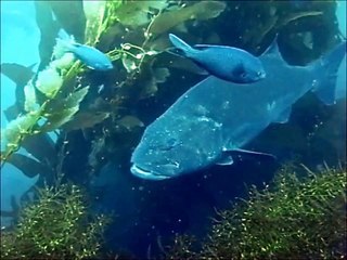 Scuba - Big Fish Story (Giant Black Sea Bass)