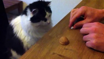 Watch Super Smart Cat .. She Found Me In A Shelter - Smart Cat