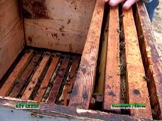 224 Uzunköprü Arıcılık