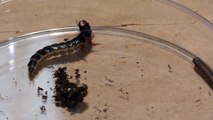 Ground beetle larva attacks a caterpillar