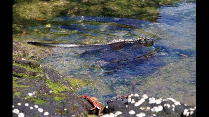 【UMA】ピンク色のイグアナ　ガラパゴス諸島第4の種　　【閲覧注意】衝撃巨大生物・未確認生物大図鑑