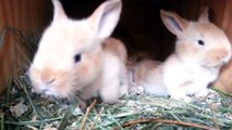 3 Week Old Fawn Flemish Giant Baby Bunnies