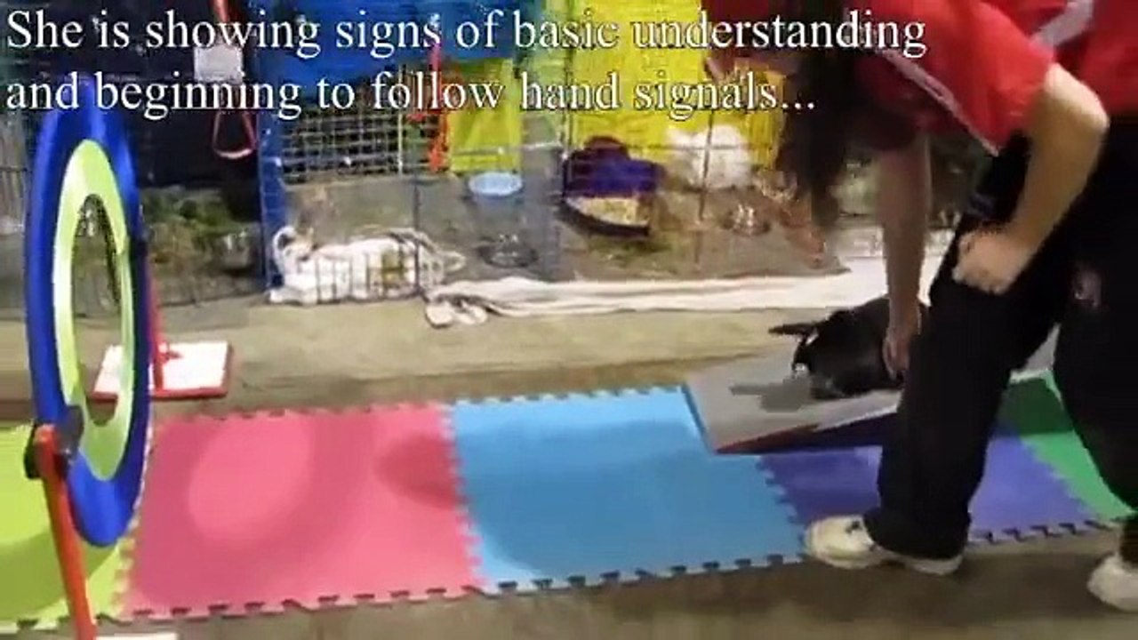 Training Nemo in Rabbit Agility