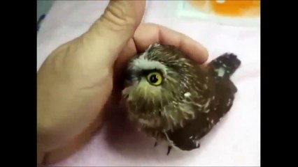 He's so cute it's like he's not even real!