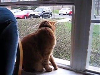 Simba: Un Film de L'Amour