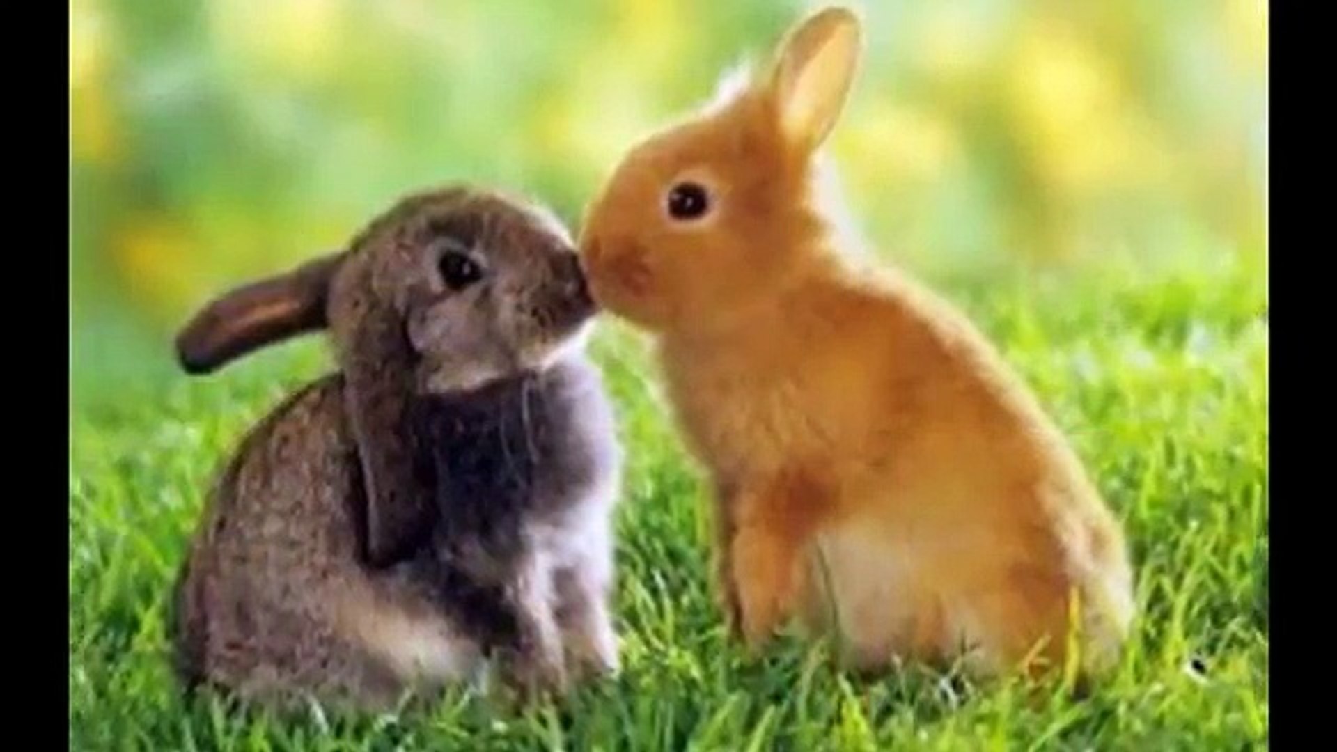 8 cute animals