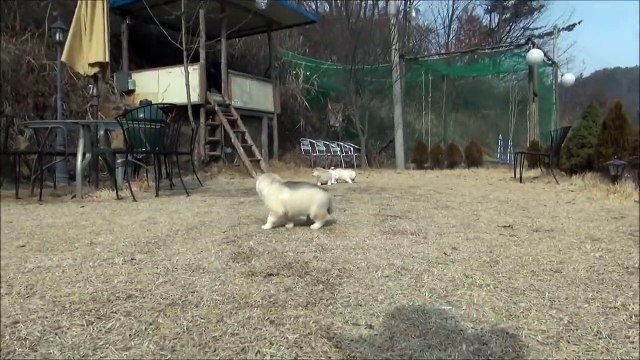 Seongju Siberian Husky Kennel's Siberian Husky baby of Korea - husky.co.kr